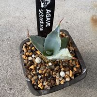 大和姫,大和錦,アガベ セバスティアナ,ハスの種,多肉植物の画像