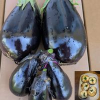 米ナス,水なす,緑のある暮らし,人にやさしく,家庭菜園の画像