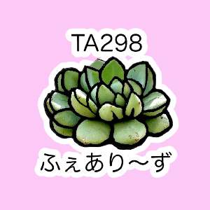 TA298 ふぇあり〜ず (多肉植物園 園長)