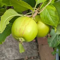 リンゴ,今日のお散歩,歩くの大好き♡の画像