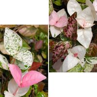 アジサイ,ハートカズラ,ハツユキカズラ,桜吹雪,ガクアジサイの画像