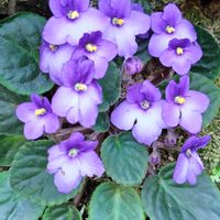 セントポーリア,花散歩,花のある暮らし,植中毒,花自慢の画像