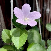 ハイビスカス,ハイビスカス ロバツス,Hibiscus lobatus,お花,トロピカルフラワーの画像