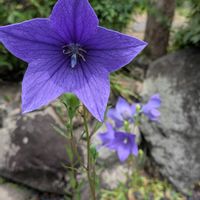 アガパンサス,ローズゼラニウム,桔梗,植物が好き,仕事先の庭の画像