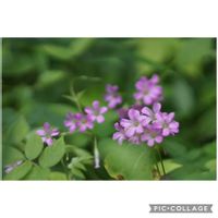カタバミ,カタバミ,元気をありがとう٩( ᐛ )و,山野草,隣の空き地の画像