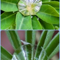 ルピナス,ルピナス,小さな花壇,花のある暮らし,植物好きの画像
