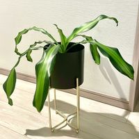 ドラセナ,観葉植物,植物のある暮らし,部屋の画像
