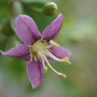 クコ,クコのお花,果実,自生,マクロ撮影の画像