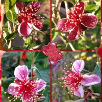 フェイジョア,フェイジョア　ユニーク,花のある暮らし,SDGs,心に笑顔の花をの画像