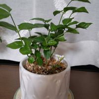 マツリカ,花のある暮らし,リビング・ダイニングの画像
