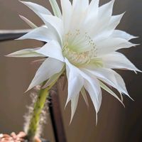 アガベ,アガベ　笹の雪,短毛丸,花サボテン,幸運牡丹玉の画像