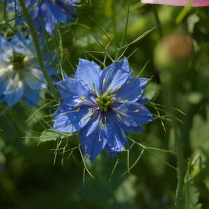 観葉植物,開花,成長記録,花のある暮らし,植中毒の画像