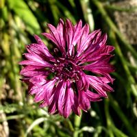 ヤグルマギク,お出かけ先にての画像