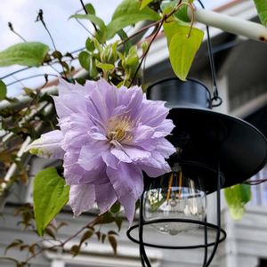 地植え,かわいいな♡,大好きなお花,ひとめぼれ♡,お花好きの画像