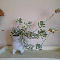 福娘,多肉植物,多肉の花,コチレドン属の画像