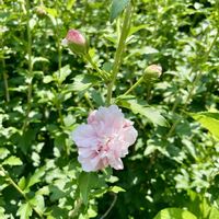 ホテイアオイ,ムクゲ,シュロ,ハイビスカス　ケイト,キュンキュン乙女倶楽部の画像