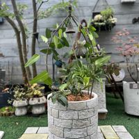 ハーデンベルギア,寄せ植え,ガーデニング,今日の一枚,花のある暮らしの画像