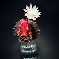 水耕栽培,ギムノカリキウム属,咲きました,復活希望,ギムノカリキウム 緋牡丹錦の画像