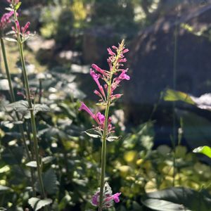 アカンサス,アリウム,カリブラコア,アガスターシェ,花のある暮らしの画像