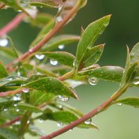 ドウダンツツジ,ドウダンツツジ,Juneの会,2020年6月同期NO.002,0の付く日は雨粒の日の画像