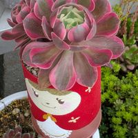 アリエル綴化,多肉植物,葉挿し,多肉寄せ植え,アエオニウムの画像