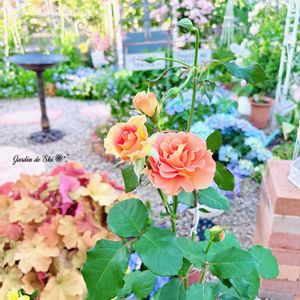 アジサイ,バラ,薔薇,ヒューケラ,デルフィニウムの画像
