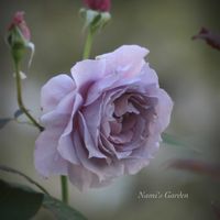 シュガーバイン,ビオラ,メダカ,薔薇 ノヴァーリス,私のお庭の画像