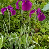 クレマチス,シレネ・ユニフローラ,斑入り花菖蒲,花菖蒲,伊予獅子手毬の画像