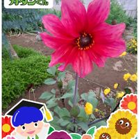 皇帝ダリア,ステキ☆,癒し…♡,PR,か〜わい〜の画像
