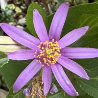 ベビーサンローズ,ローゼル,睡蓮木,エキナセア ミルクシェイク,梅雨時期の花の画像