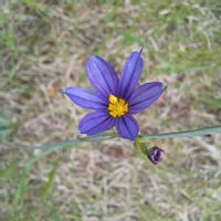 ニワゼキショウ,ニワゼキショウ 庭石菖,Strict Blue Eyed Grassの画像