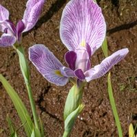 ツルバキア,ハナショウブ,ユリ,百合,花菖蒲の画像