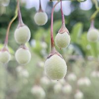 エゴノキ,エゴノキの実,エゴノキ ピンクチャイム,庭木,山野草の画像