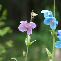 クリンソウ,ヒマラヤの青いケシ,ヒマラヤの青いケシ,ヤマツツジ,メコノプシスの画像