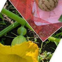 スイカ,かぼちゃ,家庭菜園,畑の画像