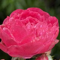 ライチ,バラ・ミニバラ,今朝の花,いつも心に太陽を,ミニバラ♡プロポーズの画像