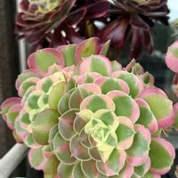 アエオニウム,斑入り見つけ隊♪,ベランダの画像