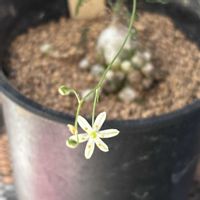 オーニソガラム　ちぢれ玉,初心者,可愛い,綺麗な花,ちぢれ玉の画像