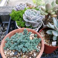 ダシフィルム,ガーデニング,多肉棚,ウッドデッキ,多肉植物とサボテンの画像