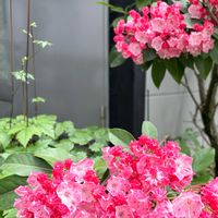 カルミア,レンゲショウマ,鉢植,寒冷地,庭の画像