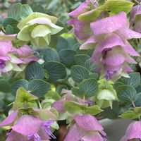 オレガノ,スマホ撮影加工なし,花の15年組,庭の画像
