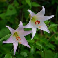 ササユリ,ササユリ,ササユリ,球根植物,山野草の画像