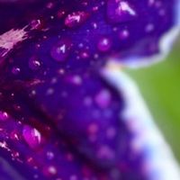 クワズイモ,ウツボカズラ,つのたんの朝顔市曜白朝顔,花のある暮らし,チーム愛知の画像