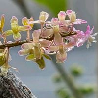 ジュズサンゴ,ベランダガーデン,小さな花,薬師寺,平和を願うの画像