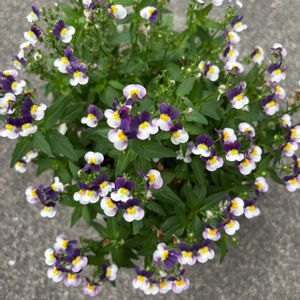 ネメシア,鉢植え,花が好き,無農薬❤家庭菜園,野菜が好きの画像