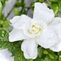 クチナシ,天使の雫,お花のある暮らし,お花は癒し,繋がりに感謝の画像
