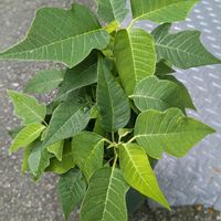 ポインセチア,観葉植物,botanical life,ポインセチア挿し木の画像