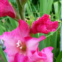 オレガノ,グラジオラス,ダリア,ミニダリア,薔薇♪の画像