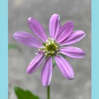 ホタルブクロ,ミヤコワスレ,山野草,花のある暮らし,お花大好き♡の画像