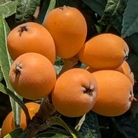 ビワ,実のなる木,素敵✨✨✨,素敵,食べ頃の画像